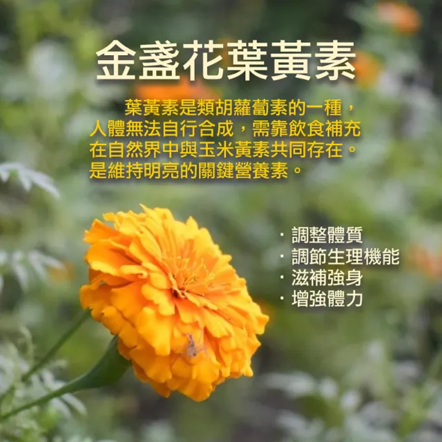 【梁衫伯】30粒x3盒-苦瓜胜肽金盞花葉黃素複方膠囊(促進新陳代謝 機能守護)