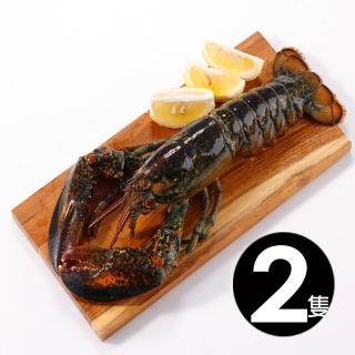【華得水產】活凍特大波士頓龍蝦2尾(700-750g/尾 春節照常出貨)