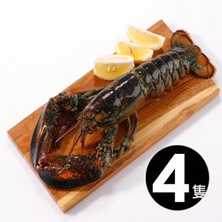【華得水產】高壓特大波士頓龍蝦4尾(700-750g/尾 春節照常出貨)