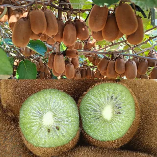 【愛蜜果】台灣梨山綠色奇異果X3盒(5顆/約600克/盒_禮盒)