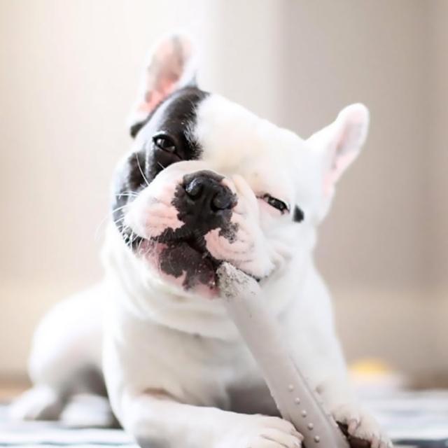【Petstages】奇異鹿角-S(潔牙 耐咬 安全無毒 狗玩具 寵物玩具 狗 玩具)