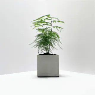 【原植】文竹(送禮 室內 植物 植栽)