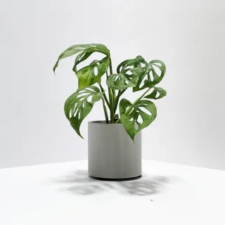 【原植】穿孔龜背芋(送禮 室內 植物 植栽)