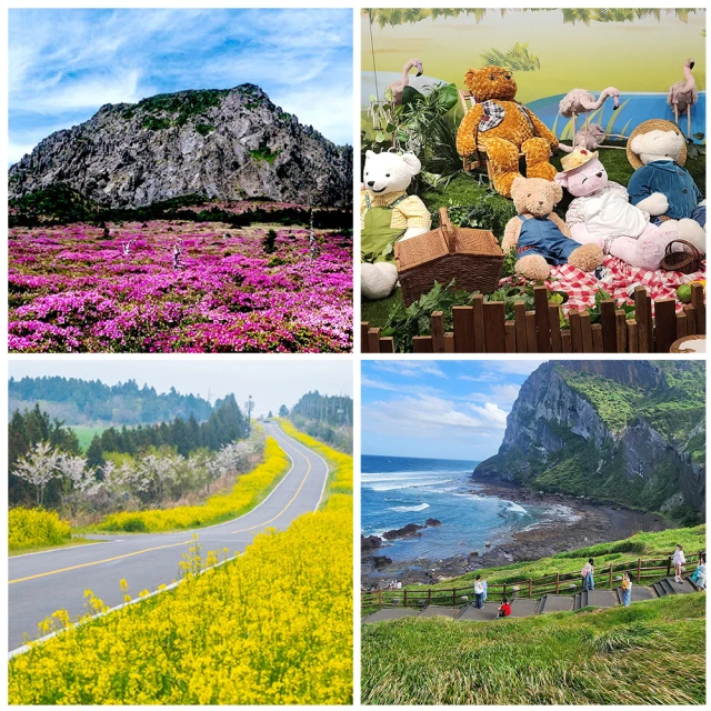 3/20-4/15出發賞櫻限定↘ 易起粉櫻濟州五日~櫻花隧道、汗蒸幕、騎駱駝、泰迪熊王國(保證不進人蔘保肝)