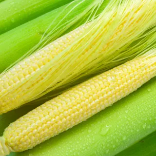 【盛花園蔬果】台南佳里帶殼玉米筍3kg x1箱(非基因改造)