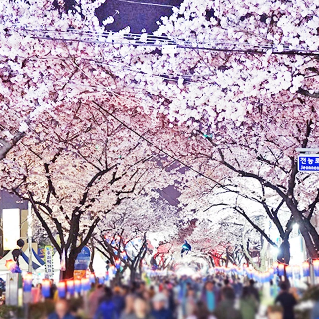 吉航旅遊 精緻假期北海道道東芝櫻鬱金香東藻琴芝櫻公園丹頂鶴自