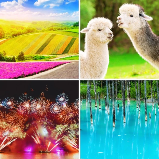 夏戀北海道五日 四季彩之丘、富良野花海、洞爺湖花火、尼克斯海洋(加碼長腳蟹+涮涮鍋吃到飽)