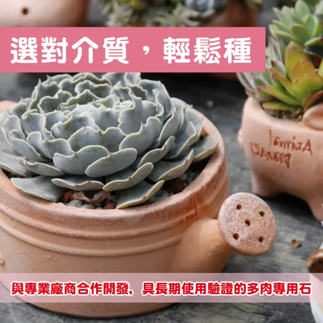 【花公主】多肉植物專用石2L 3件組(多肉植物適用/排水/透氣)