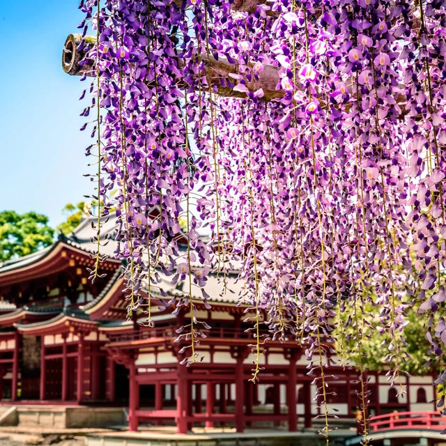 喜鴻假期 【黑部立山．花韻宇治６日】名古屋、大阪心齋橋、白川