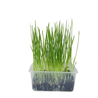 【園藝世界】貓草-混合包4入(寵物貓草)