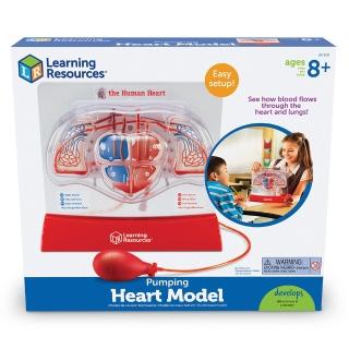 【Learning Resources】美國 教學資源 互動心臟模型組(益智教具)
