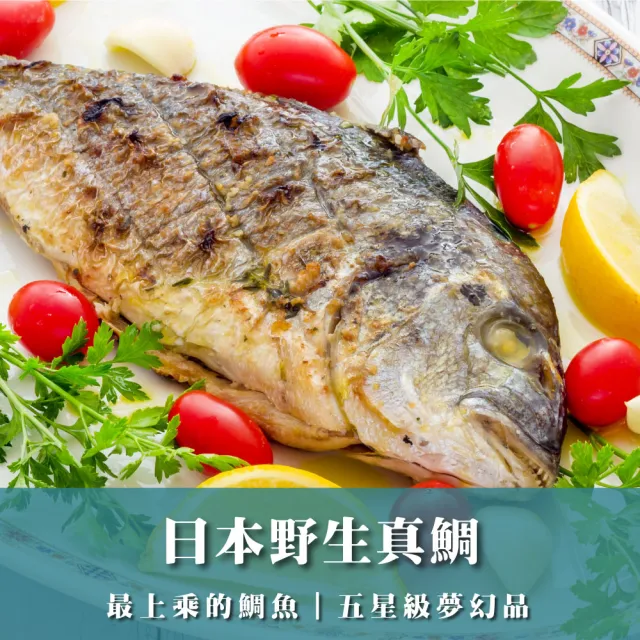 日本野生真鯛
