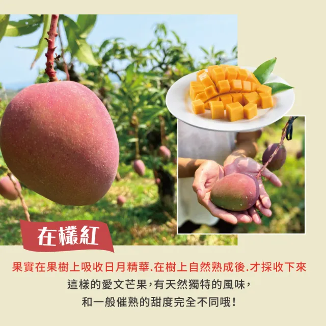 【初品果】枋山阿憲愛文芒果含箱重10斤12-16顆x2箱(外銷大果_山頂上的愛文芒果)