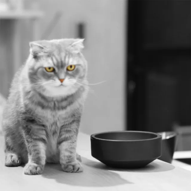 【MATTTE】RoLock 寵物不倒大口徑飼料斜食碗+水碗組 不沾黑色(寵物碗/貓碗/狗碗/飼料碗)