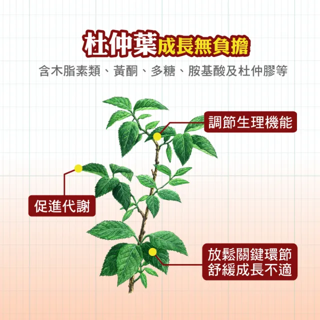 【順天本草】長大人成長膠囊正宗版女方-黃金御膳超值組(成長膠囊60顆/盒*2+成長御膳1包-青木瓜、成長關鍵)
