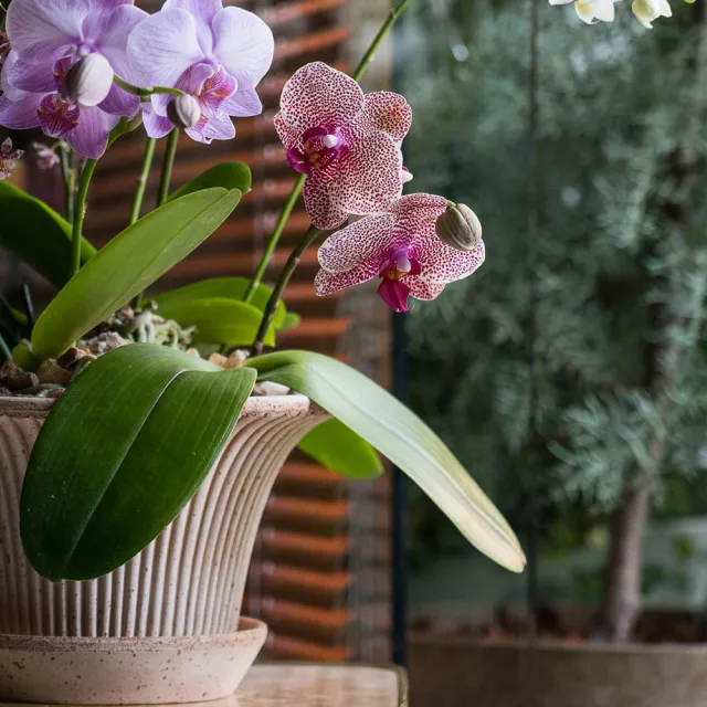 【HALLO HUTTE】Orchid Garden Gift Box 季節蘭園禮盆 Bergspotter Daisy(D30/含水盤)