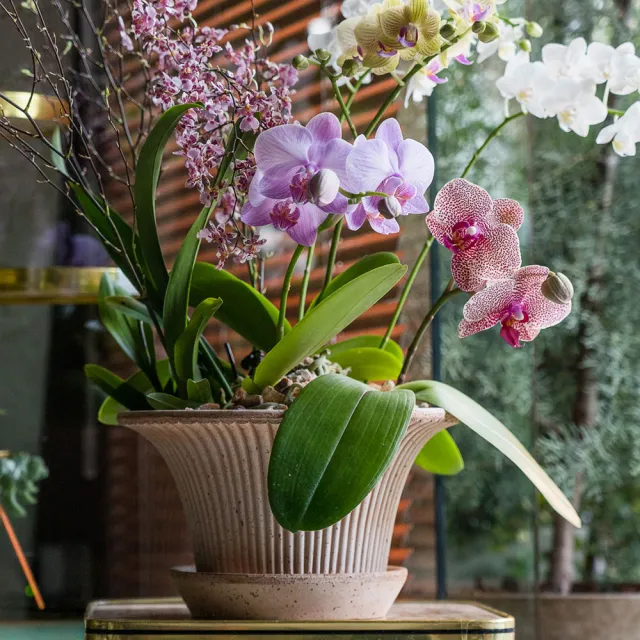 【HALLO HUTTE】Orchid Garden Gift Box 季節蘭園禮盆 Bergspotter Daisy(D30/含水盤)