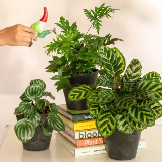 【HALLO HUTTE】CAT&DOG-FRIENDLY PLANTS 寵物友善三重奏 桌上型