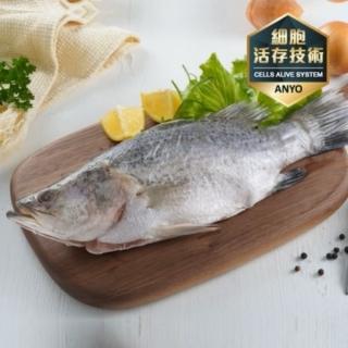【安永鮮物】臺灣金目鱸魚4尾(400g/尾)
