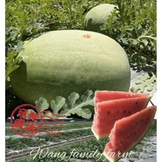 【黑貓嚴選】王家海派農場★特級★花蓮大西瓜(15.6kg±5%/顆)