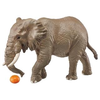 【TAKARA TOMY】ANIA 多美動物 AS-02 非洲象 附橘子