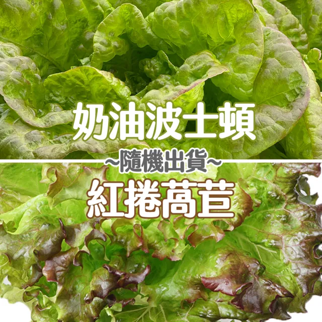 【合家歡 水耕蔬菜】綜合生菜250g x 4袋裝(宅配 水耕 萵苣 生菜)
