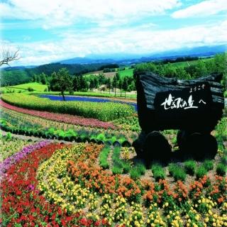 【喜鴻假期】【長榮夏戀北海道６日】富良野、忍者魁花秀、旭山動物園、函館夜景、美瑛青池