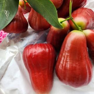 【黑貓嚴選】黑糖芭比蓮霧禮盒5斤 3kg/盒(大果 高雄六龜 產地直送 三節送禮 端午節禮盒)
