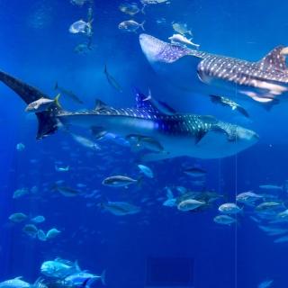 【喜鴻假期】【星沖繩５日】OMO5沖繩那霸、玉泉洞大鼓秀、海博館海豚秀、亞熱帶恐龍森林公園、系滿魚市場
