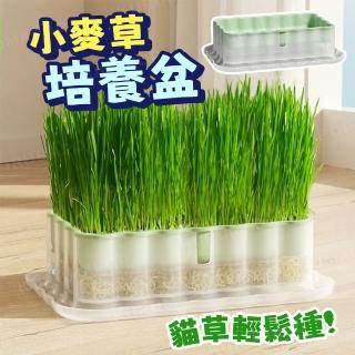 【kurumapop】貓草水耕種植組(水培貓草盒 小麥草種子 貓草盆栽 貓草培養盒 貓草培養盒 貓化毛)