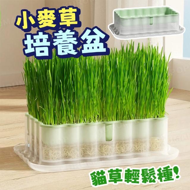 【kurumapop】貓草水耕種植組(水培貓草盒 小麥草種子 貓草盆栽 貓草培養盒 貓草培養盒 貓化毛)