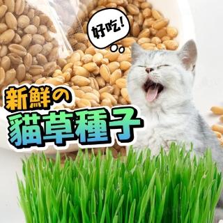 【kurumapop】小麥草種子200g(貓草種子 DIY小麥草種植 水培貓草 土耘貓草 貓零食 寵物食用植物)