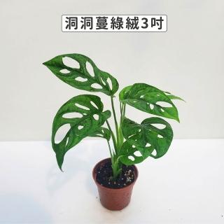 【Gardeners】洞洞蔓綠絨 3吋盆-1入(室內植物/綠化植物/觀葉植物)