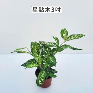 【Gardeners】星點木 3吋盆 -1入(室內植物/綠化植物/觀葉植物)