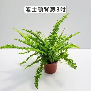 【Gardeners】波士頓腎蕨 3吋盆 -1入(室內植物/綠化植物/蕨類植物)