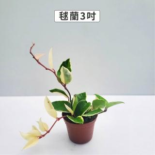 【Gardeners】毬蘭 3吋盆 -1入(室內植物/綠化植物/觀葉植物)