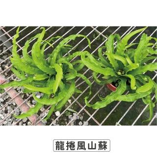 【Gardeners】龍捲風山蘇 3吋蕨類-1入(室內植物/綠化植物/蕨類植物)
