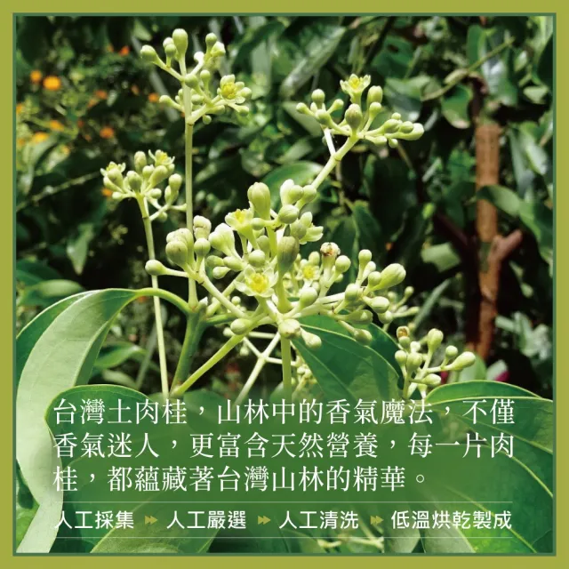 【SF】橙金蜂100%台灣土肉桂粉60g/罐(台灣特有種土肉桂/獨特甘甜滋味)