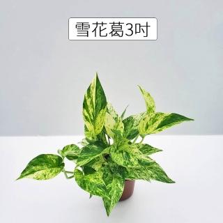 【Gardeners】雪花葛 3吋盆 -1入(室內植物/綠化植物/觀葉植物)