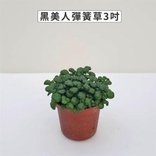 【Gardeners】彈簧草 3吋盆 -1入(室內植物/綠化植物/觀葉植物)