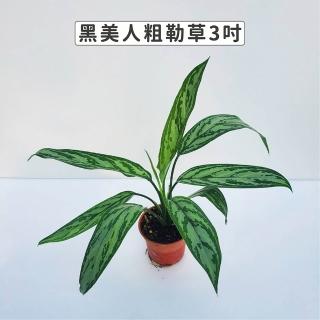 【Gardeners】黑美人粗肋草 3吋盆 -1入(室內植物/綠化植物/觀葉植物)