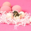 【YENDAR 研達】朝隈俊男 Baby Animal [6入/中盒](超萌寶寶來襲!)