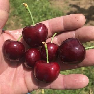【臺灣紅】加州空運櫻桃(9.5R/1kg/禮盒)