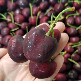 【臺灣紅】超大規格加州空運櫻桃(9R/1kg/禮盒*共2盒)
