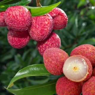 【WANG 蔬果】古早雞休閒農場黑葉荔枝3斤x2盒(去枝葉_果農直配)
