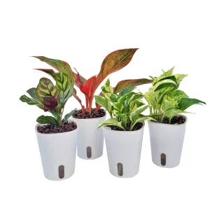 【Gardeners】植物3吋小品DIY組合1-自動吸水盆套組1入(室內植物/綠化植物/觀葉植物)