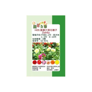 【蔬菜工坊】H09.重瓣大理花種子(混合色得獎品種花色多高25~35cm花)