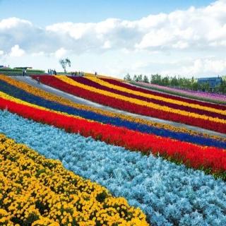 【喜鴻假期】【超俗遊北海道６日】薰衣草花田、函館夜景、企鵝遊行、洞爺湖畔花火、半自助