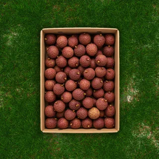 【果樹寶石】南投草屯山坡28-32mm黑葉荔枝約4斤x1箱(銷日等級 去枝葉 冷藏配送)