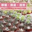 【花公主】多肉植物專用石2L(多肉植物適用/排水/透氣)